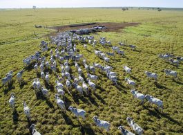 Imagem aérea de um pasto com vários gados