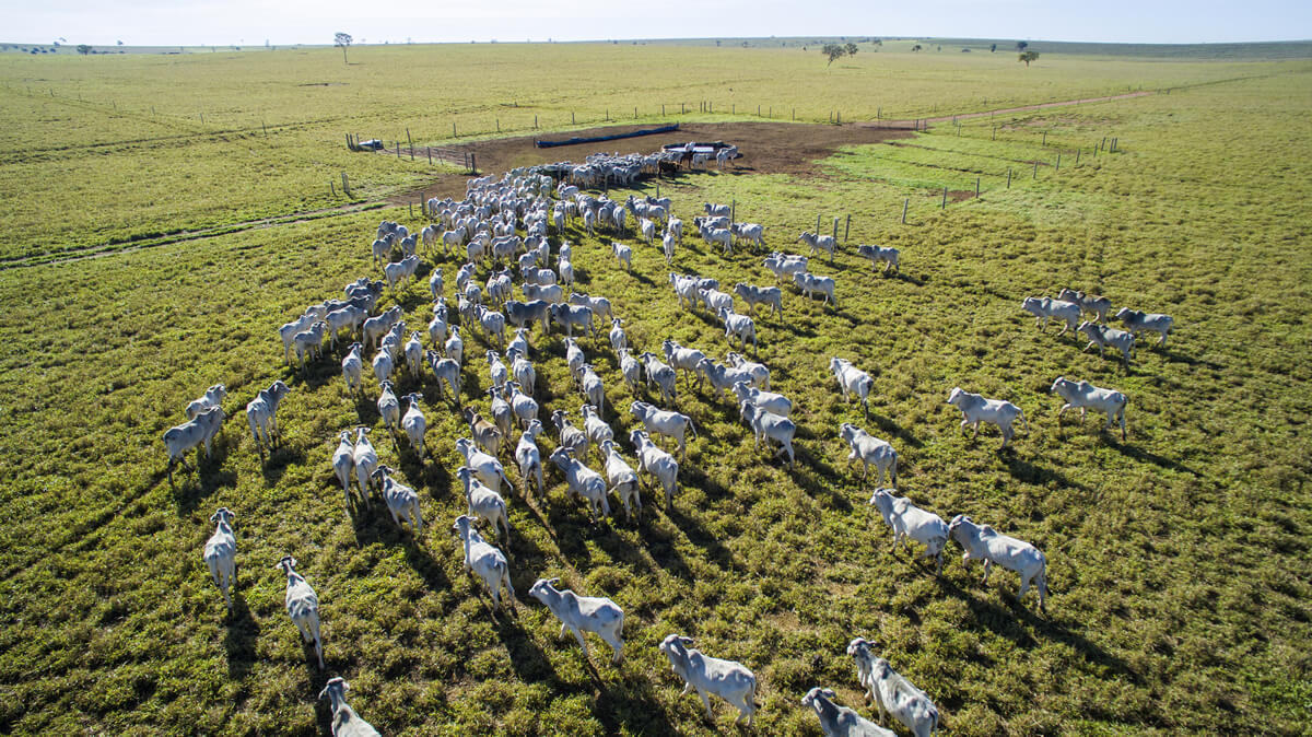 Imagem aérea de um pasto com vários gados