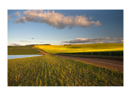 Imagem de um campo de plantação