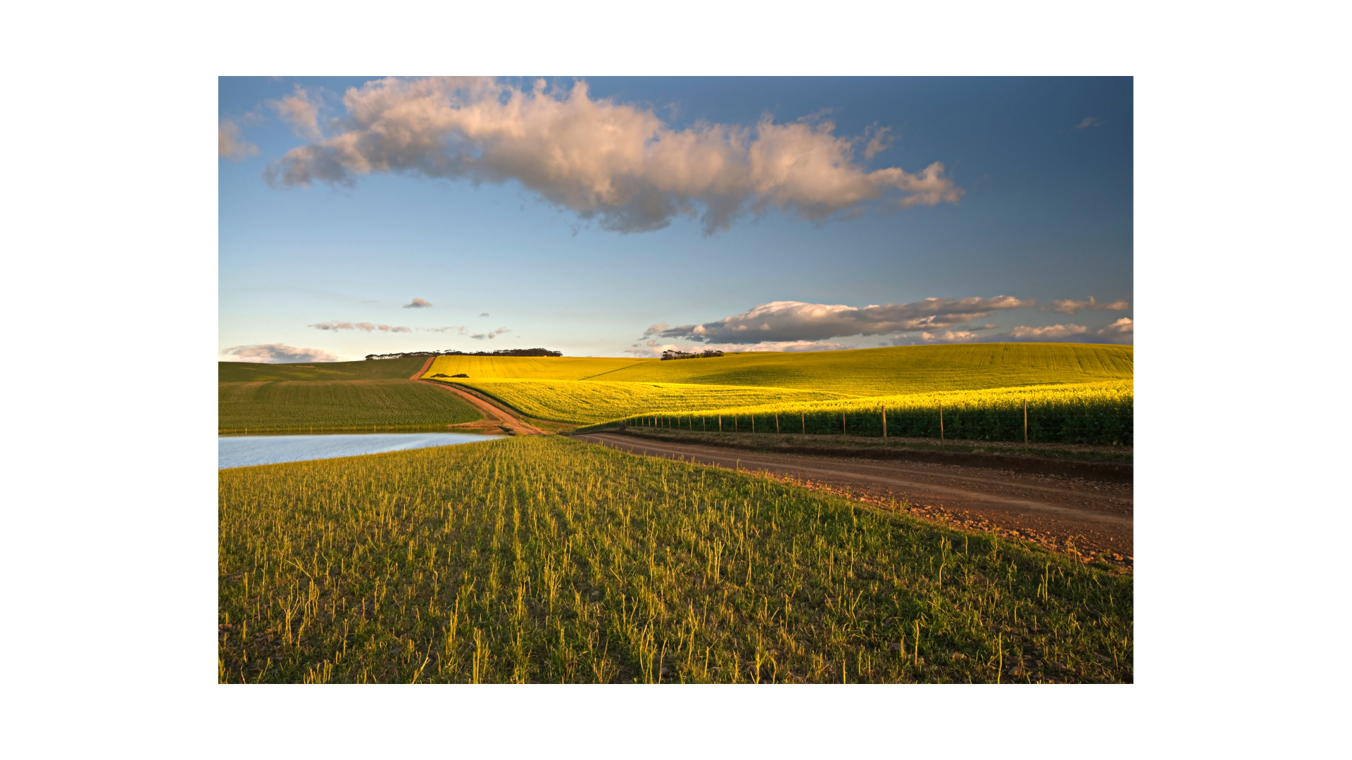 Imagem de um campo de plantação